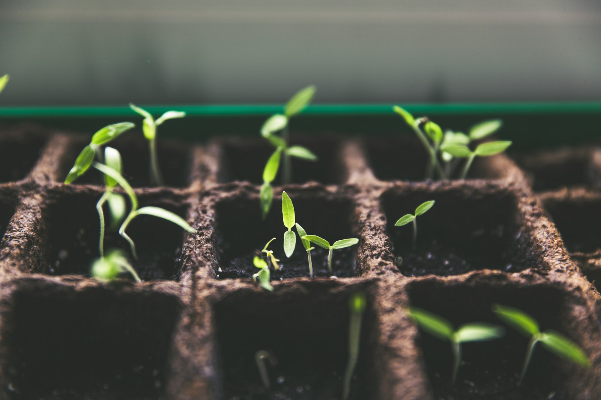 selective focus photo of plant spouts